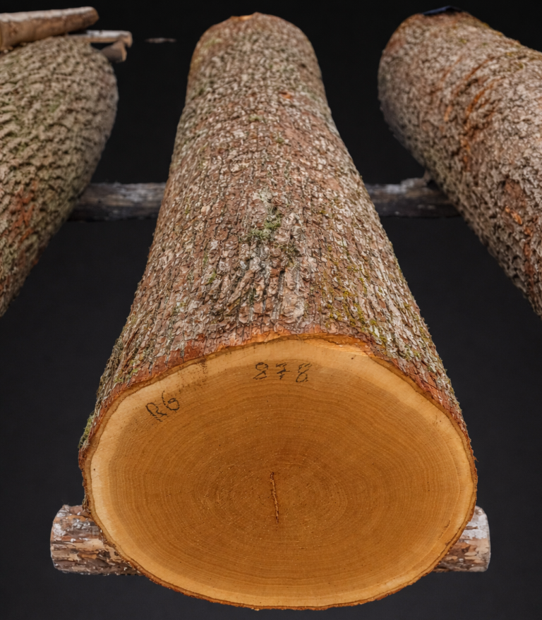 Spessart Eiche Massivholz